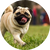 Pug